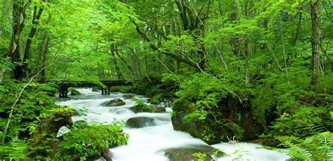 東北之星|旅展特惠【東北夏限定】奧入瀨溪．向日葵山。